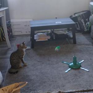 Lost 2 Little (CA)