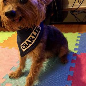 Lost Dog Charlie