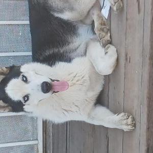 Lost Dog Max