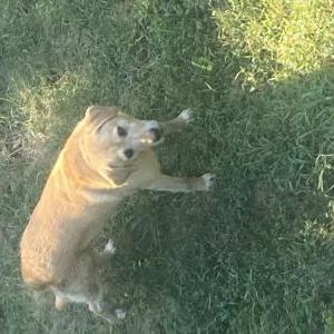 Image of No name tag, Found Dog