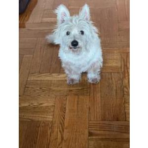 Image of Sky, Lost Dog