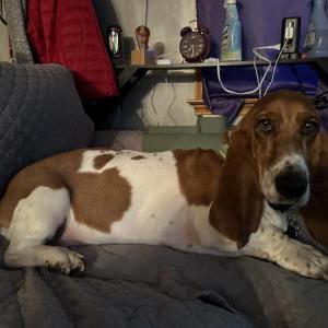 Lost 1 Mango (NY)