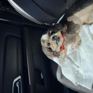 Image of Unknown, Found Dog