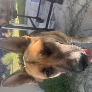 Image of Unknown, Found Dog