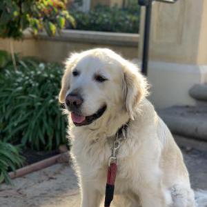 Lost Dog Bentley