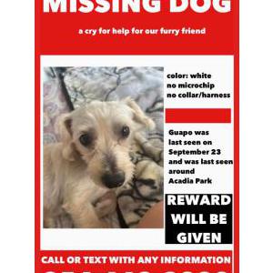Lost Dog Guapo