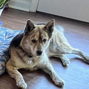 Image of Bella, Lost Dog