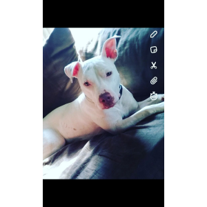 Lost Dog Jasmine