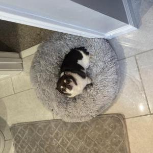 Lost 1 Rosie (GA)