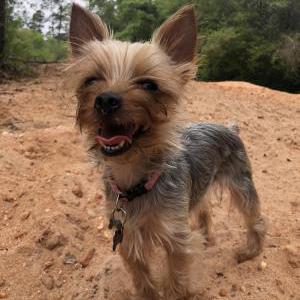 Image of Minnie, Lost Dog