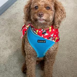 Lost Dog MILO