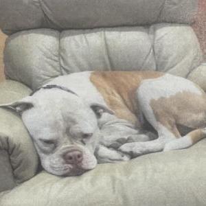 Lost 1 Vada (CA)