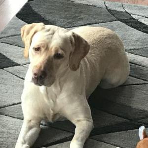 Lost 1 Dixie (PA)