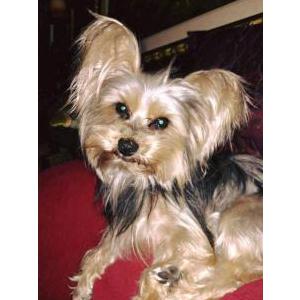 Lost Dog Lacey Grace