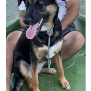 Lost Dog Lol