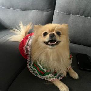 Image of Pulgita, Lost Dog