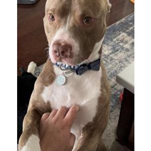 Lost Dog Ace