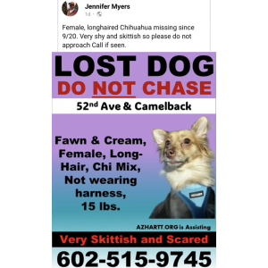 Lost Dog Agnes