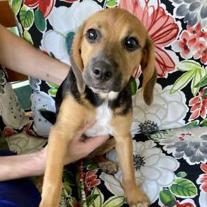 Image of unknown, Found Dog