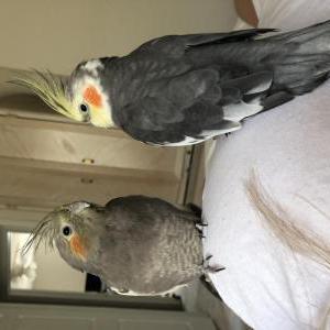 Lost 3 Cockatiel  (NJ)