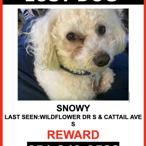 Image of SNOWY, Lost Dog