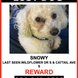 Lost Dog SNOWY