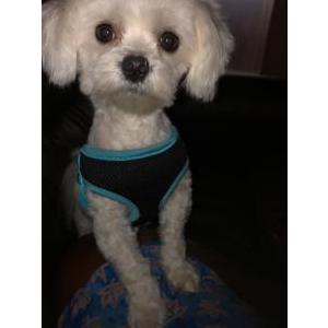 Image of Pinkie, Lost Dog