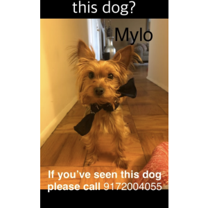 Lost Dog Mylo