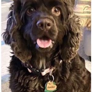 Lost 1 Amber (NC)