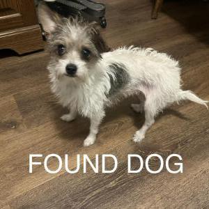 Found Dog Unknown