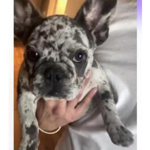 Image of Ivy, Lost Dog