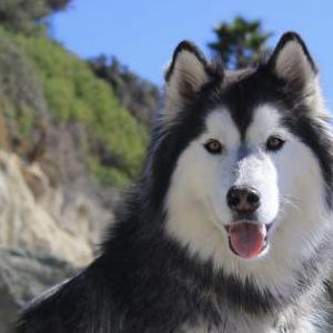 Lost Dog dodo