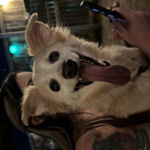Image of Unknown, Found Dog