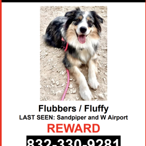 Lost Dog Flubbers / Fluffy