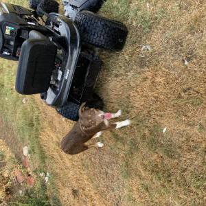 Lost 1 Krissy (TX)