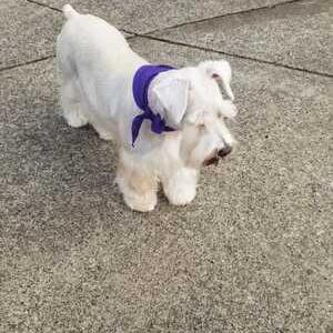 Image of Lamar 2, Lost Dog