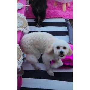 Image of Peluche, Lost Dog
