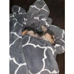 Lost Dog Gwen