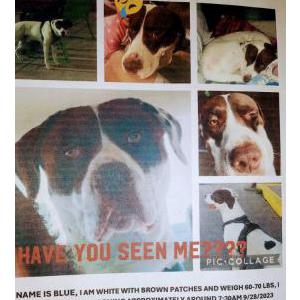 Image of Blue, Lost Dog