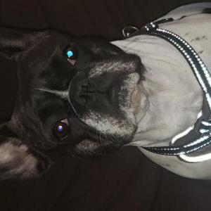 Image of Lali, Lost Dog