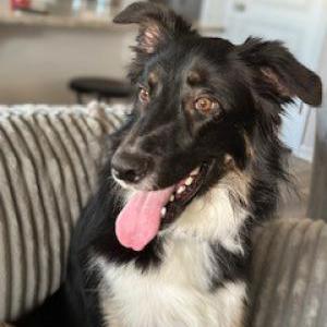 Image of Bear, Lost Dog