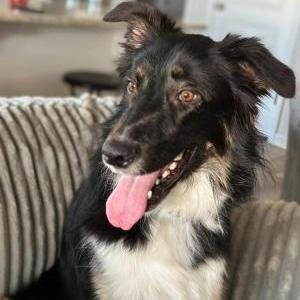 Image of Bear, Lost Dog