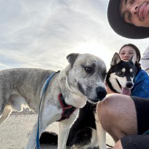 Lost Dog Balto