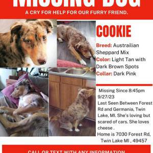 Lost 1 Cookie (MI)
