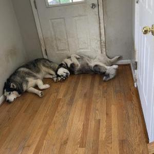 Image of Lobo and Raccoon, Lost Dog