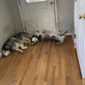 Lost Dog Lobo and Raccoon