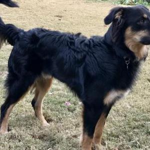 Image of Koa, Lost Dog