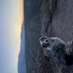 Image of Sophie, Lost Dog
