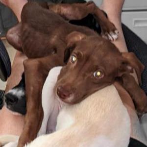 Image of Monkey, Lost Dog