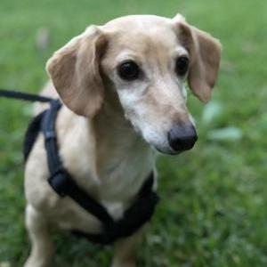 Lost 1 biscuit (LA)